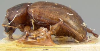 Media type: image;   Entomology 9818 Aspect: habitus lateral view
